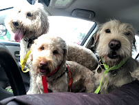 Jersey Dogs - Photo 4 - Car repair in Bloomfield, NJ, Newark