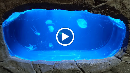 Aquarium «SeaQuest Interactive Aquarium Las Vegas», reviews and photos, 3528 S Maryland Pkwy #340, Las Vegas, NV 89169, USA