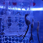 Photo n° 12 de l'avis de Priscillia.l fait le 23/08/2021 à 18:31 pour Aquarium de Limoges à Limoges