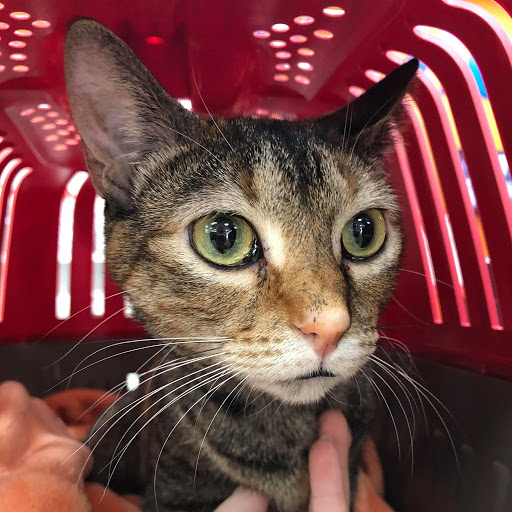 Pet Supply Store «North Tampa PET DEPOT», reviews and photos, 16033 Tampa Palms Blvd W, Tampa, FL 33647, USA