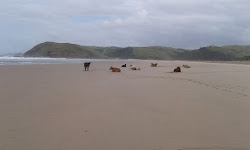 Photo de Noxova beach zone des équipements