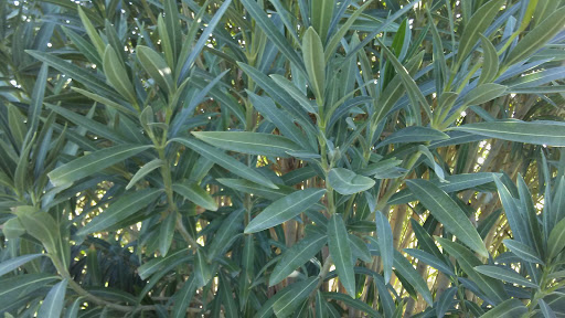 Golf Club «Toka Sticks Golf Club», reviews and photos, 6910 E Williams Field Rd, Mesa, AZ 85212, USA