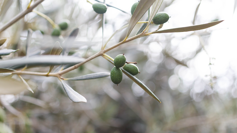 Van Kruistum Uitvaartzorg - Diakonos