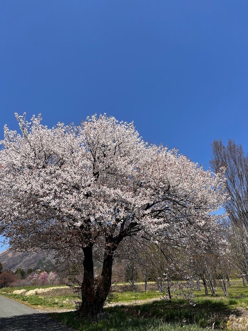 上色見の大桜