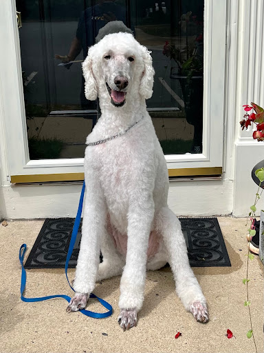 Pet Supply Store «PetSmart», reviews and photos, 13241 Gateway Center Dr, Gainesville, VA 20155, USA