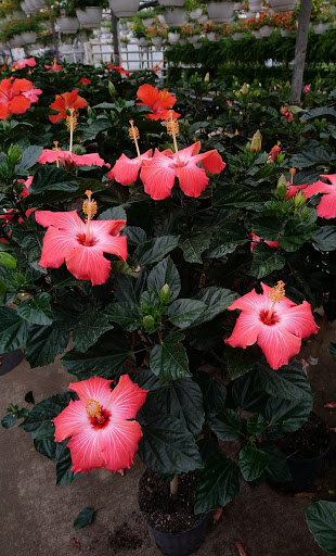 Plant Nursery «Blooming Acres», reviews and photos, 7561 State Rd, Wadsworth, OH 44281, USA