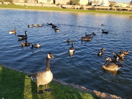 Park «Trailside Point Park», reviews and photos, 7215 W Vineyard Rd, Laveen Village, AZ 85339, USA