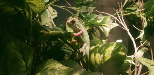 Reptile Store «Pets & Things», reviews and photos, 44825 Van Dyke, Utica, MI 48317, USA