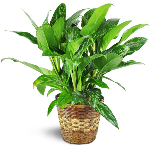 Florist «Flower Basket», reviews and photos, 302 N Lake St, Aurora, IL 60506, USA