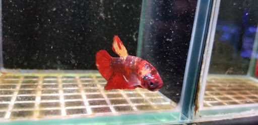 Aquarium «Old Orchard Aquarium», reviews and photos, 9235 Skokie Blvd, Skokie, IL 60077, USA