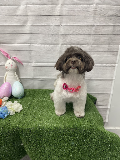 Paticas International Pet Grooming