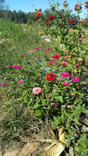 Tourist Attraction «Mitcham Farm», reviews and photos, 797 W Macedonia Church Rd, Oxford, GA 30054, USA