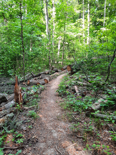 Collins River Nature Trailhead