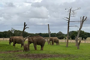 Asian Elephants- Whipsnade Zoo image