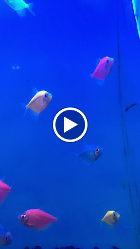 Pet Supply Store «PetSmart», reviews and photos, 4240 S Mooney Blvd, Visalia, CA 93277, USA