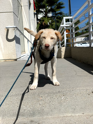 Pet Supply Store «Petco Animal Supplies», reviews and photos, 2910 Wilshire Blvd, Santa Monica, CA 90403, USA