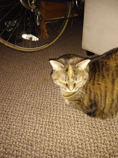 Pet Supply Store «Premier Pet Supply», reviews and photos, 31215 Southfield Rd, Beverly Hills, MI 48025, USA