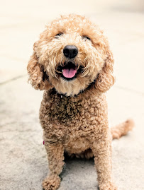 New York's Pet Pal - Photo 6 - Car repair in , New York