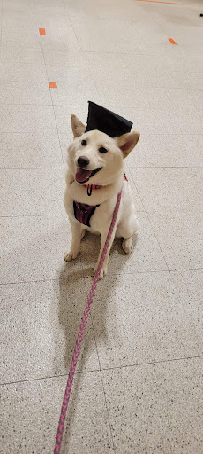 Pet Supply Store «PetSmart», reviews and photos, 466 S Watson Rd, Buckeye, AZ 85326, USA