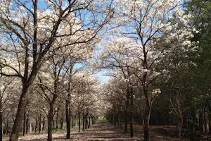 Municipal Bosque Rangel Pietraroia image