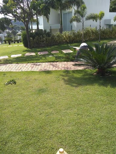 Logo da empresa - Corte e Poda Santana