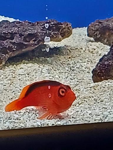 Tropical Fish Store «Seascape Aquatics», reviews and photos, 5038 Academy Blvd N, Colorado Springs, CO 80918, USA