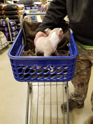 Pet Supply Store «PetSmart», reviews and photos, 8281 Troy Pike, Huber Heights, OH 45424, USA