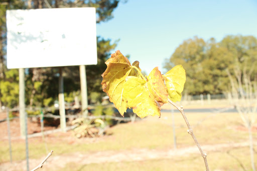 Winery «Dakotah Vineyards & Winery», reviews and photos, 14365 US-19, Chiefland, FL 32626, USA