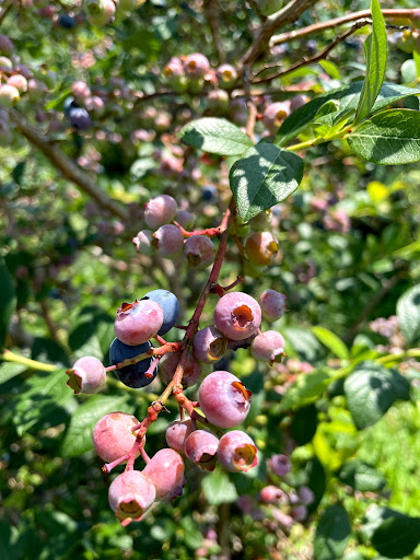 Produce Market «Race Farm», reviews and photos, 87 Belcher Rd, Blairstown, NJ 07825, USA