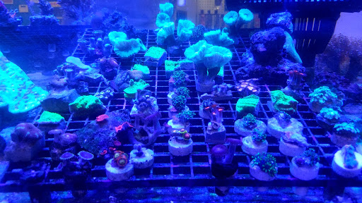 Tropical Fish Store «Discovery Aquatics - Marine Fish, Coral, Saltwater Fish Store», reviews and photos, 36037 US Hwy 19 N, Palm Harbor, FL 34684, USA