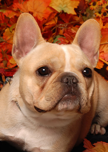 Pet Supply Store «Pet X Supplies & Tack», reviews and photos, 132 W Highland Rd Suite 101, Howell, MI 48843, USA