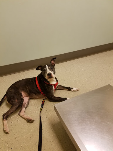 Animal Medical Clinic Of Springfield