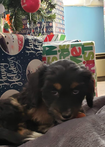 Pet Store «Liberty Agway Pet Center», reviews and photos, 11 Bon Jovi Ln, Liberty, NY 12754, USA