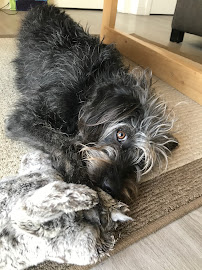 Christiana's Pet Care - Photo 8 - Car repair in Ann Arbor, MI, Ann Arbor