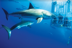San Diego Shark Diving Expeditions image