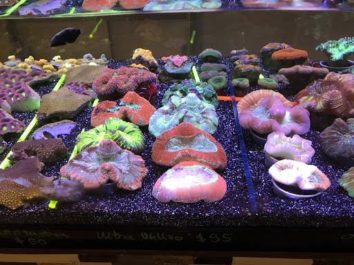 Aquarium «Nemos Aquarium», reviews and photos, 4051 Stone Mountain Hwy, Snellville, GA 30039, USA