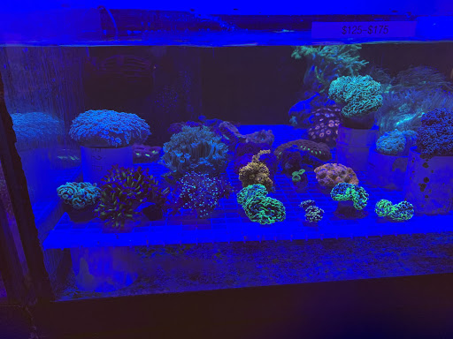 Tropical Fish Store «The Reef Shoppe», reviews and photos, 900 Morris Park Ave, Bronx, NY 10462, USA