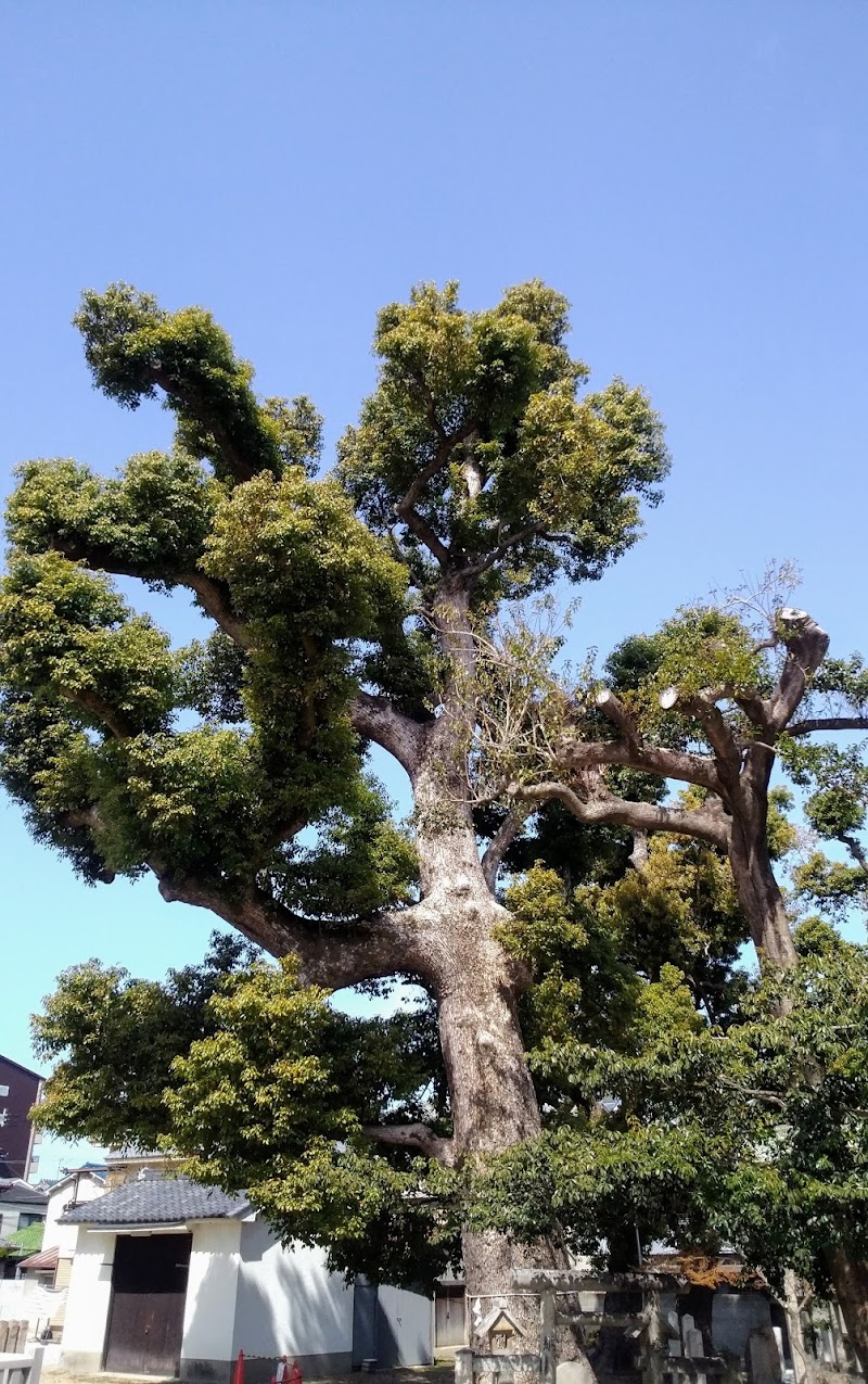 旭神社のクス