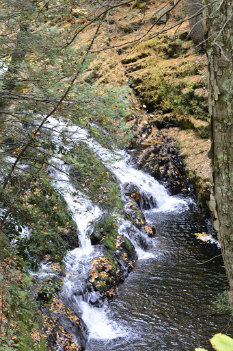 Pet Store «Abrams and Weakley General Store for Animals», reviews and photos, 3963 N 6th St, Harrisburg, PA 17110, USA