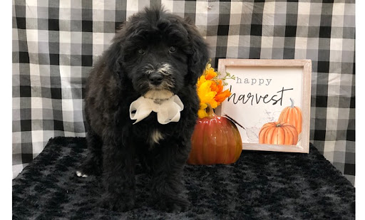 Pet Store «Happiness Is Pets Vi», reviews and photos, 616 E Roosevelt Rd, Lombard, IL 60148, USA