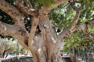Древнейшие дерево Айя Напы image