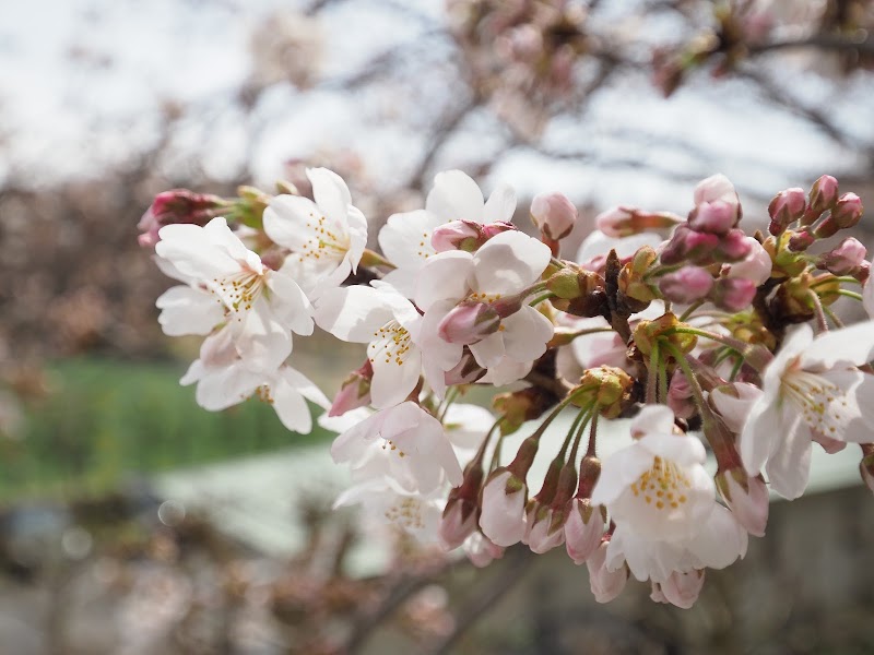 因幡千本桜 桜の園