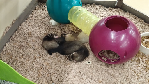 Pet Supply Store «Petco Animal Supplies», reviews and photos, 175 Grandview Blvd #600, Madison, MS 39110, USA