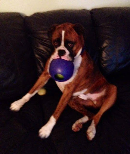 Pet Supply Store «Mud Bay», reviews and photos, 15105 Main St E, Sumner, WA 98390, USA