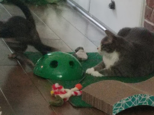 Pet Supply Store «Pet Supplies Plus», reviews and photos, 713 Brandilynn Blvd, Cedar Falls, IA 50613, USA