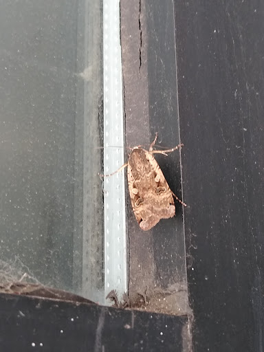 Explore dreamer tattoo ideas, creative tattoo ideas in Salem, available at Addictions BodyArt Body Piercing & Tattoo