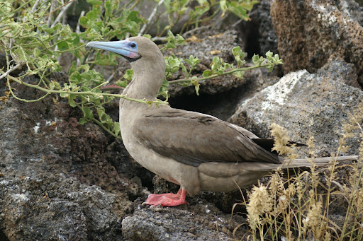 Vaya Adventures image