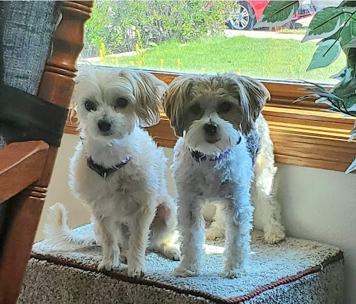 Animal Clinic of Rapid City