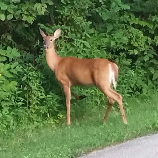 Park «River Road Park», reviews and photos, 12575 River Rd, Carmel, IN 46033, USA