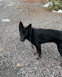 DogoneFun Pet Services - Photo 5 - Car repair in , Hickory